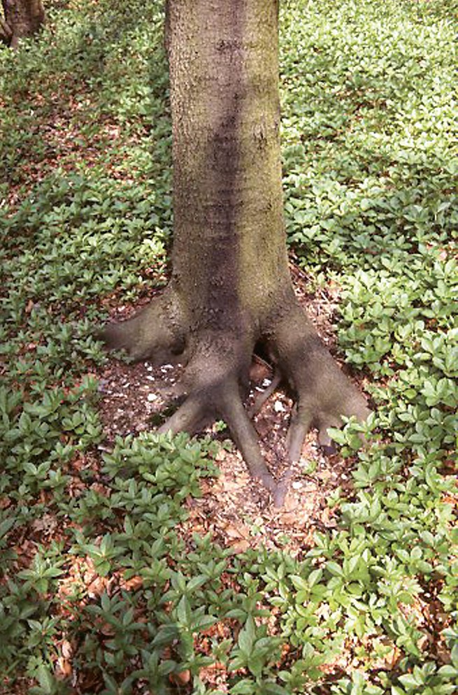 Buchenstamm mit schwarzer Spur des Stammablaufwassers und vegetationsfreier Buchenschürze hangabwärts