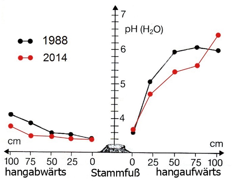 Vergleich mittlerer pH-Werte der Messjahre 1988 und 2014 hangabwärts und hangaufwärts von Buchenstämmen eines Kalkbuchenwaldes im nordwestlichen Teutoburger Wald