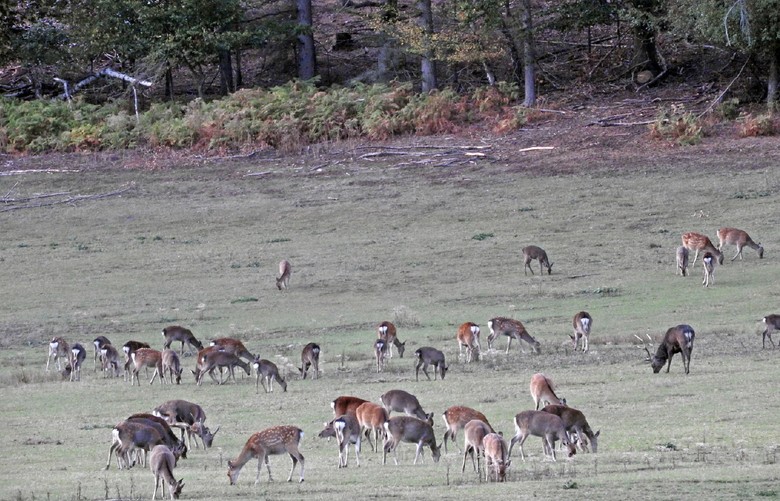 Zu mehreren Dutzend äsen die Sikas auf einer Wiese im Arnsberger Wald