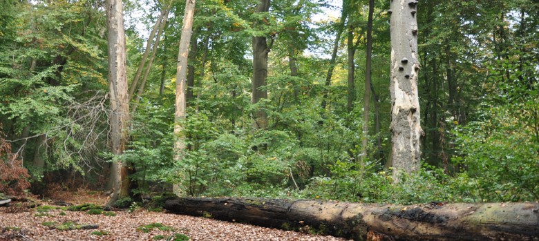 Wolbecker Tiergarten – Altholz in der Naturwaldzelle