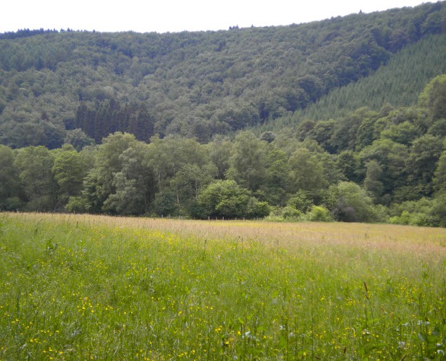 Wald am Eberg bei Winterberg