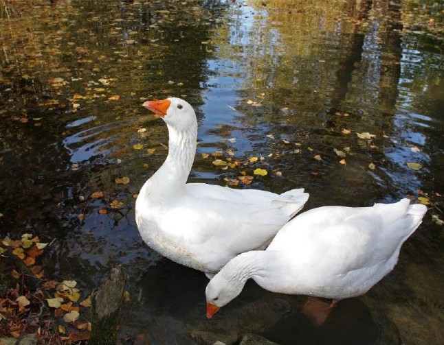 Lippegänse