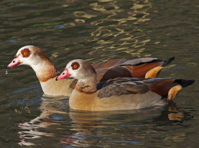 Nilgänse