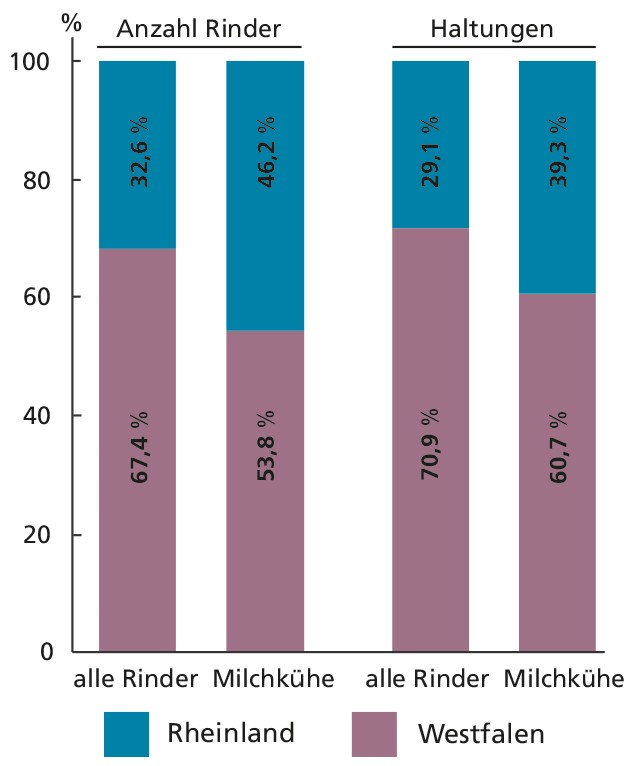 Diagramm mit Zahlen zur Rinderhaltung in Westfalen und im Rheinland in Jahr 2023