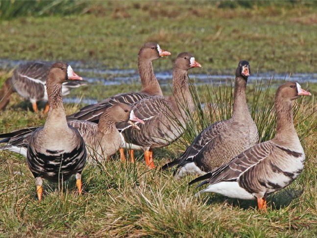 Blässgänse