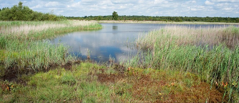 Vegetationskomplex mit Heideweiher, Röhrichten und Hochmoor-Pflanzengesellschaften im Gildehauser Venn