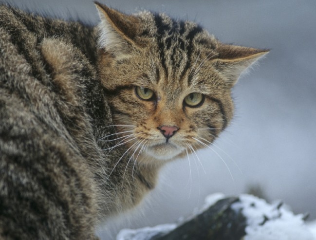 Wildkatze mit langem, dichten Winterfell