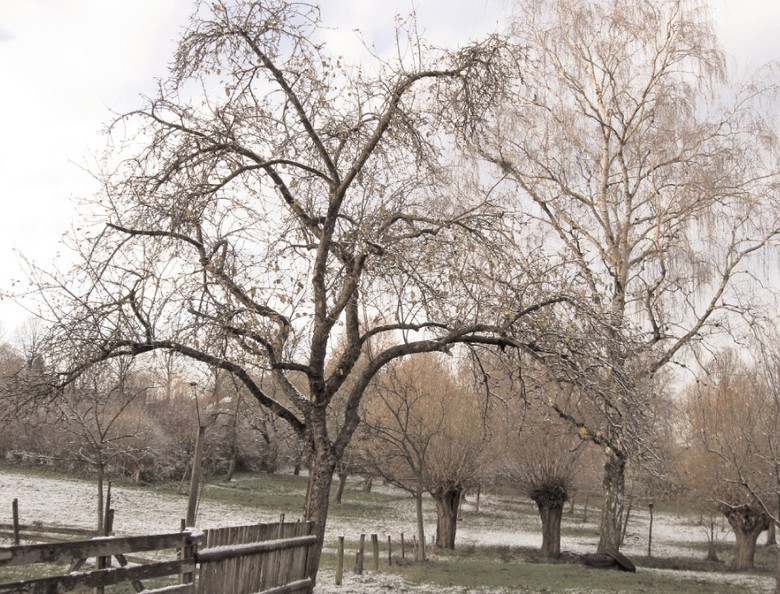 Nordkirchener Kernapfelbaum