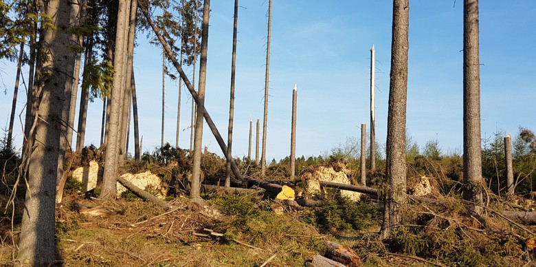 Heftigen Stürmen können Fichten in exponierten Lagen nur schwer standhalten. Es kommt zum großflächigen Windwurf bzw. Windbruch