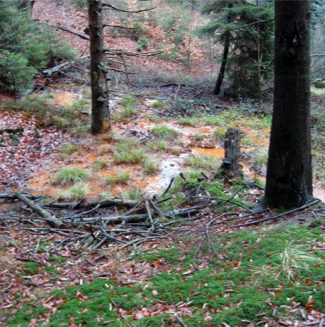 Suhle von Rot- und Schwarzwild bei Meschede-Enste