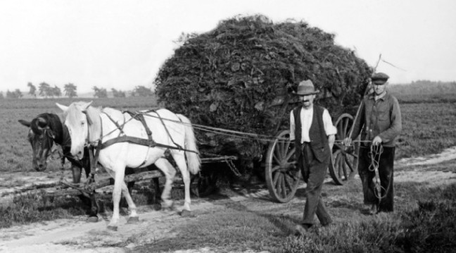 Abtransport von Plaggen in der Senne um 1938
