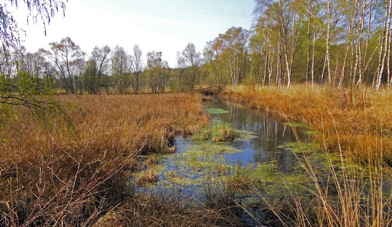 Foto eines ehemaligen Entwässerungsgrabens im Venner Moor im Kreis Coesfeld