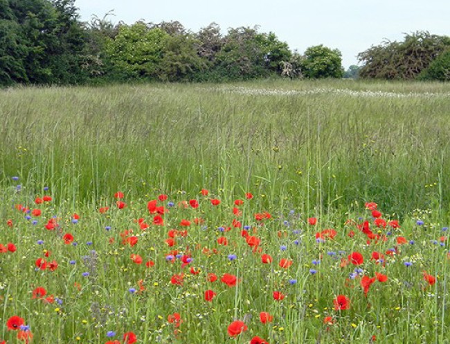 Artenreiche Wiese unter anderem mit Klatsch-Mohn