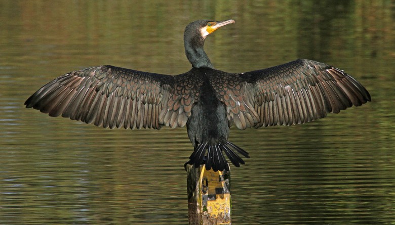 Kormoran