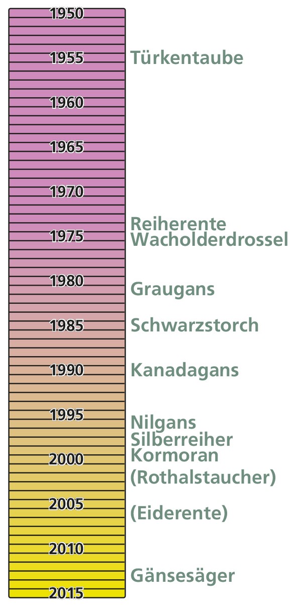 Abfolge der Neuankunft von Vogelarten am und in der Nachbarschaft des Möhnesees