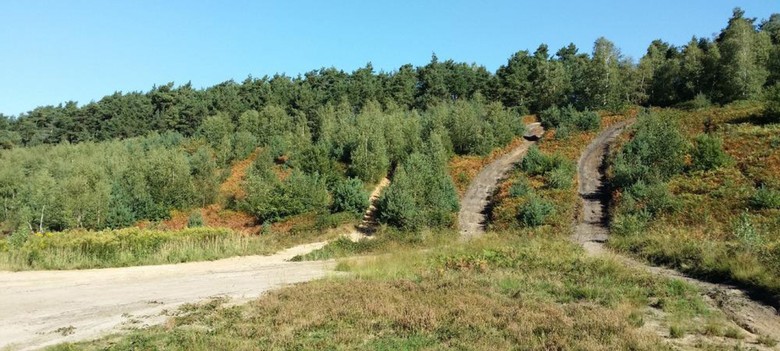 Übergangsbereich von Wald zu Heide im Nationalen Naturerbe "Borkenberge"
