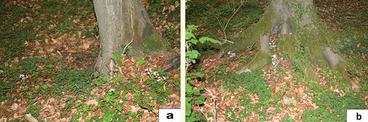 Basenzeiger wie Waldmeister und Wald-Bingelkraut gedeihen nur außerhalb der Buchenschürze, säureindifferente Arten wie Buschwindröschen und Efeu auch im stärker vom sauren Stammablaufwasser beeinflussten Bereich