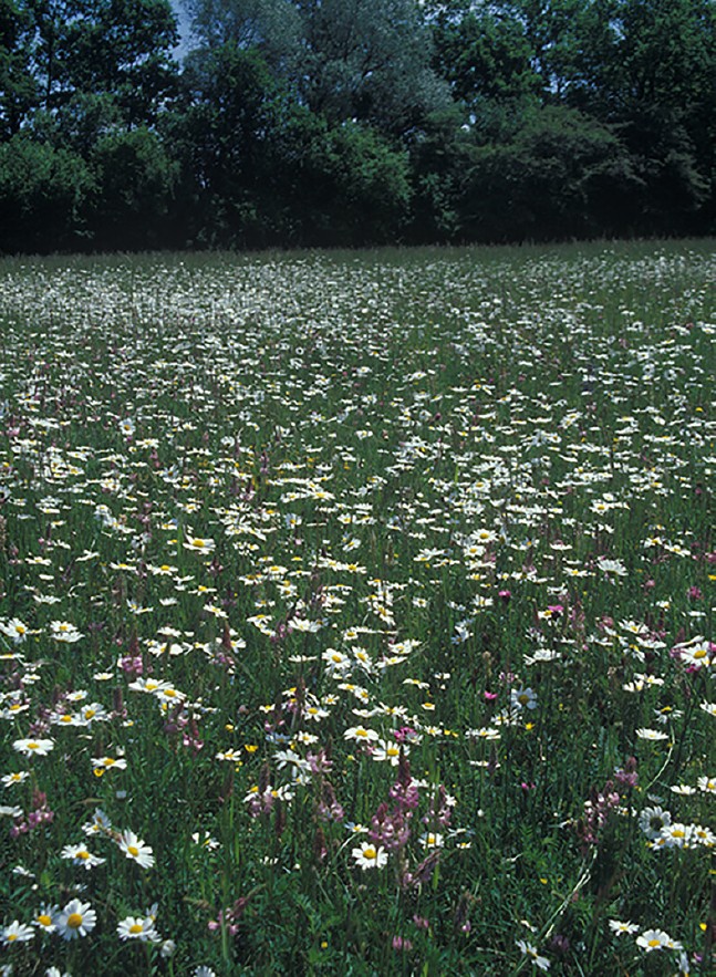 Bunte, artenreiche Blumenwiesen mit einer vielfältigen Insektenfauna gibt es heute fast nur noch in Naturschutzgebieten, wie hier bei Tecklenburg