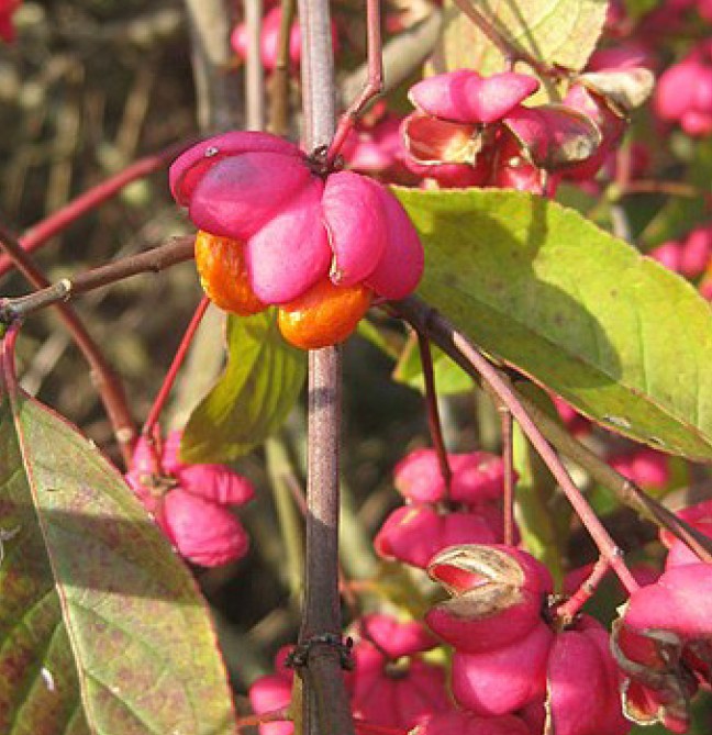 Foto vom Pfaffenhütchen (Euonymus europaea)