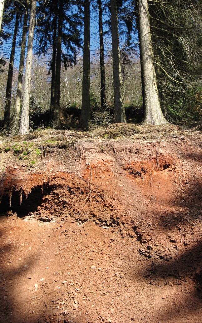 Roterden am "Rotloh" bei Sundern-Gehren