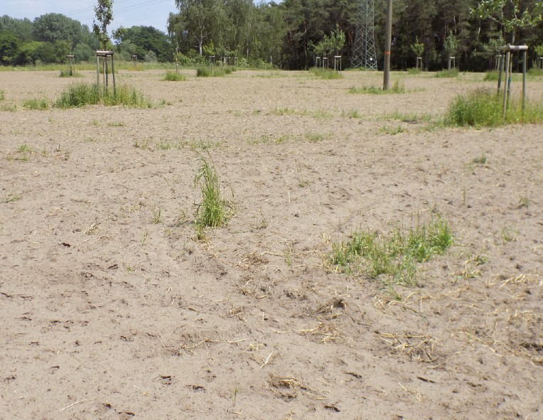 Sandboden im Nordwesten der Stadt Telgte im Ostmünsterland