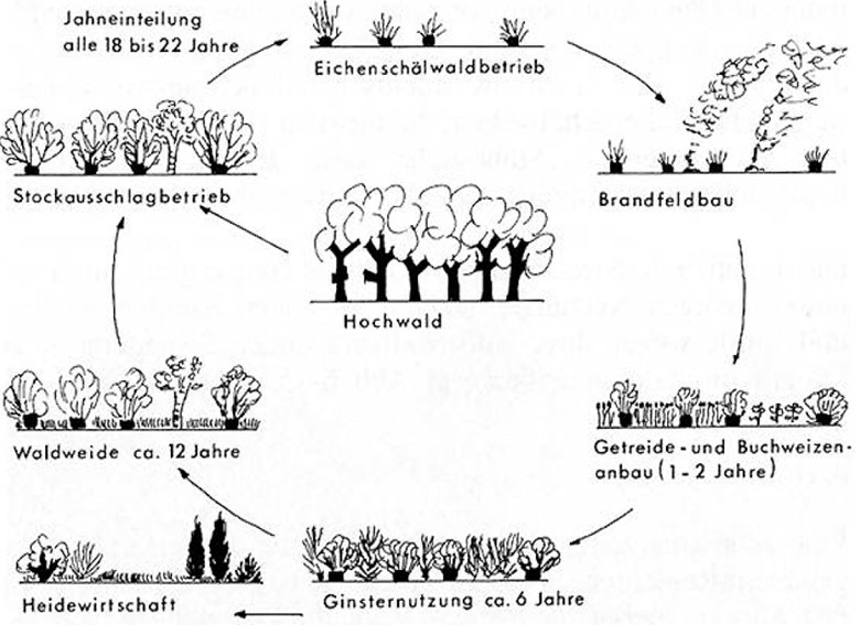 Holz- und Waldfeldbaunutzungen der zyklischen Haubergswirtschaft