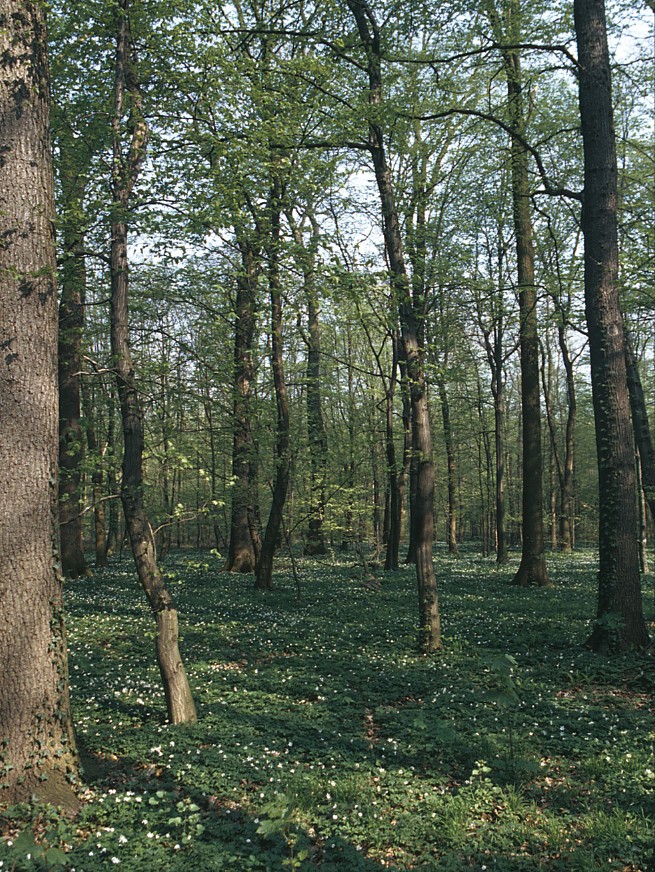 Eichen-Hainbuchenwald vom Typ des Stellario-Carpinetum