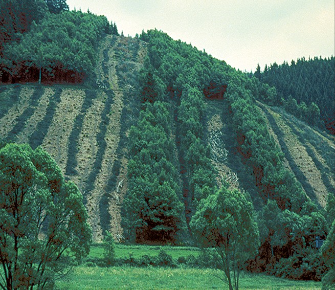 Handtuchstreifenartige Haubergsschläge und Eichen-Birken-Niederwald