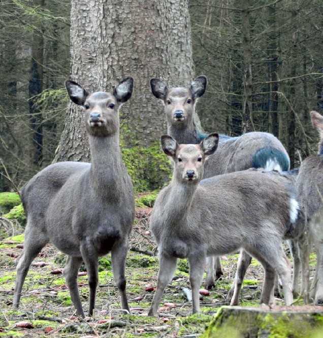 Foto mit Sikakühen und Sikakälbern