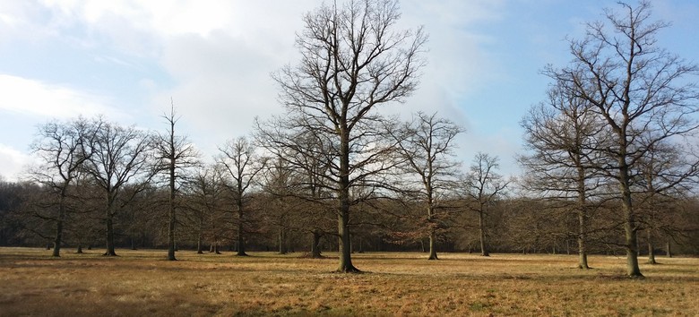 Solitäreichen im Nationalen Naturerbe "Brenker Mark"