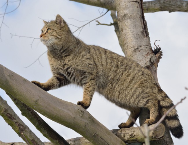 Wildkatze klettert einen Baum hoch