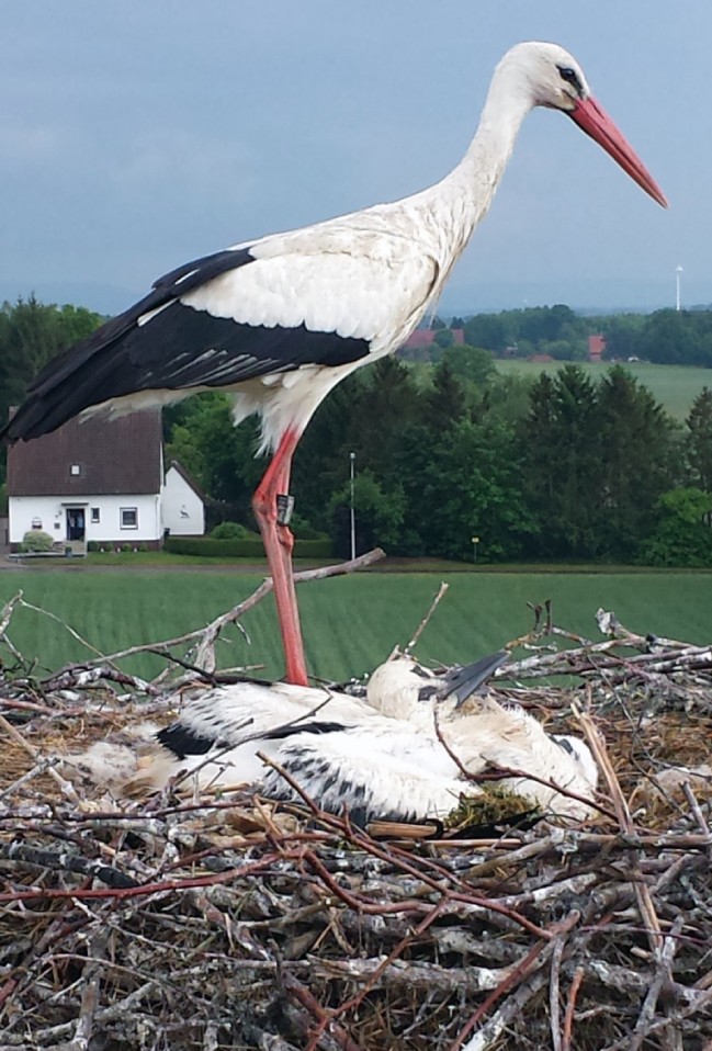 Storch mit Nachwuchs vor der Beringung