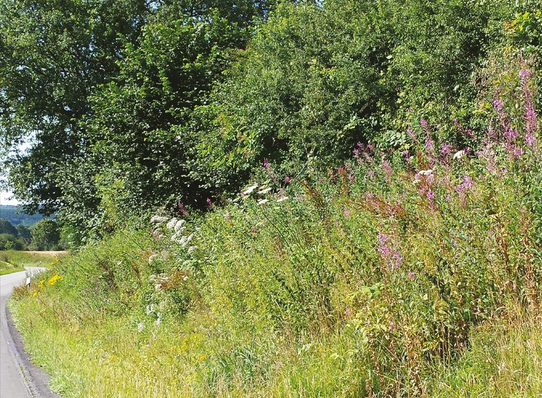 Bunte Vielfalt am Straßenrand